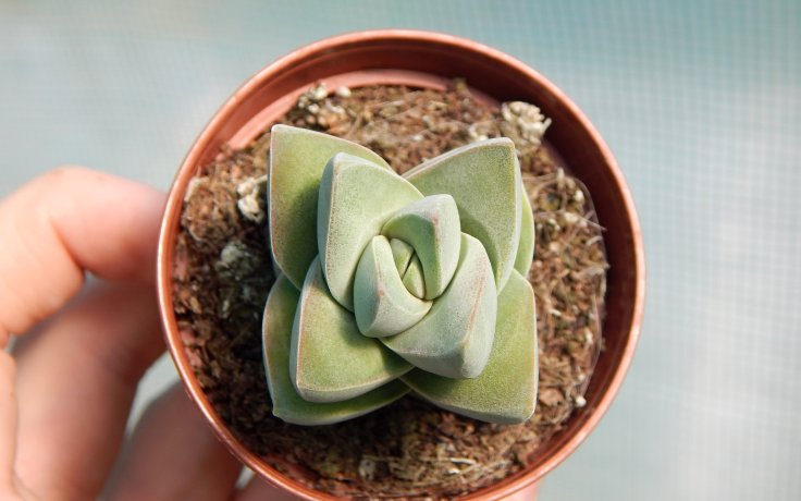 Crassula Moonglow sukulenty