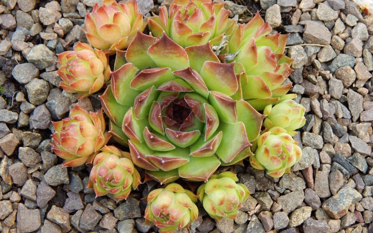 Sempervivum Meriadoc