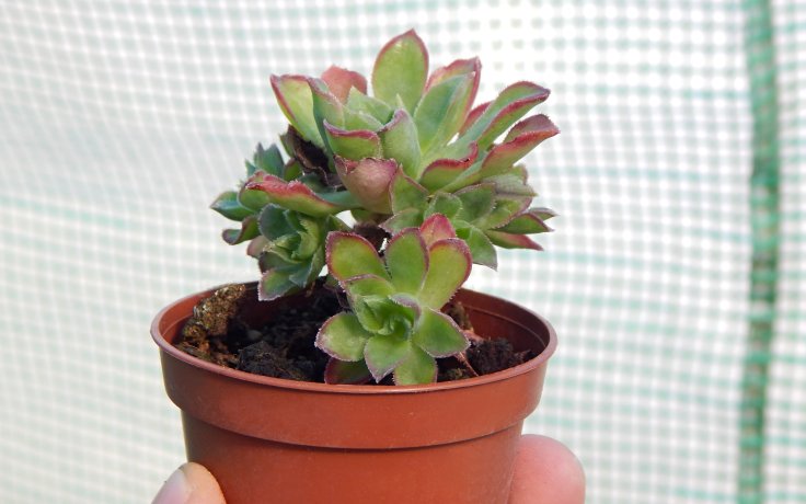 Aeonium Cornish Pixie sukulenty levně