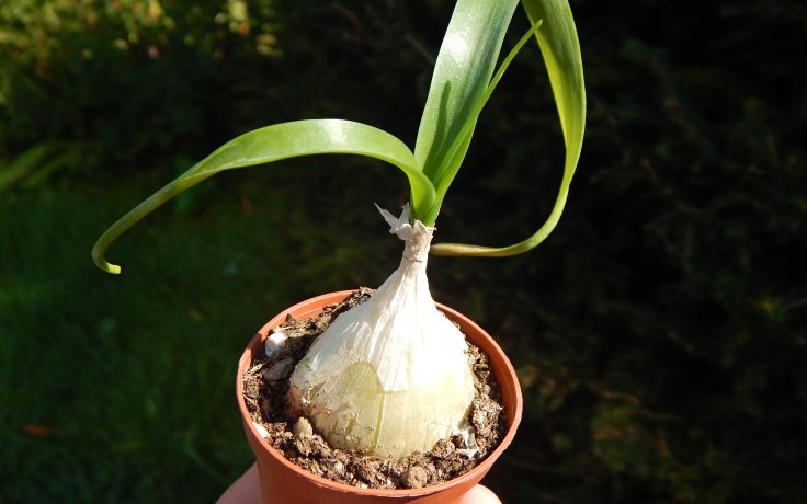 Albuca bracteata (Falešná mořská cibule)