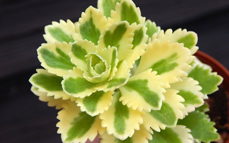 Sedum takesimense variegata