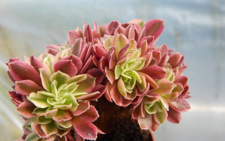 Aeonium Pink Witch cristata - plochý kmínek