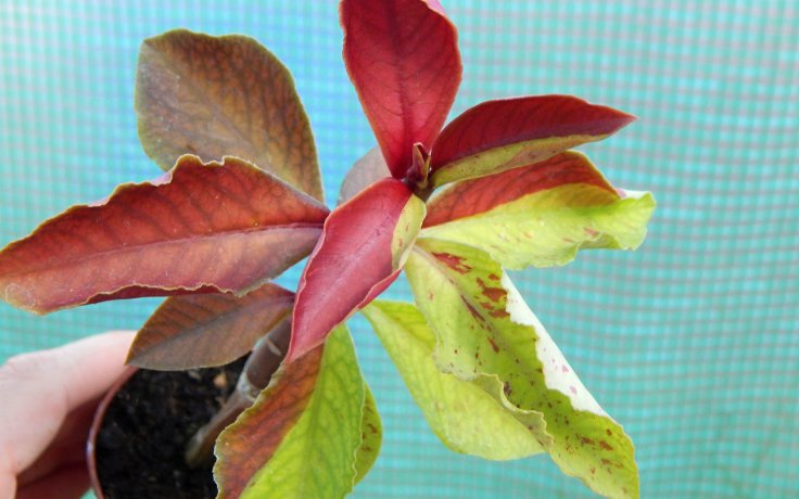 Euphorbia umbellata Rubra spure tree