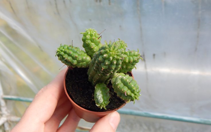 Euphorbia mammillaris