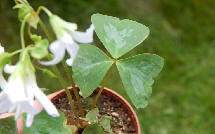 Oxalis triangularis Fanny pokojovka