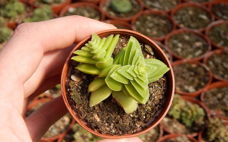 Crassula capitella Green Surprise sukulent v květináči na prodej
