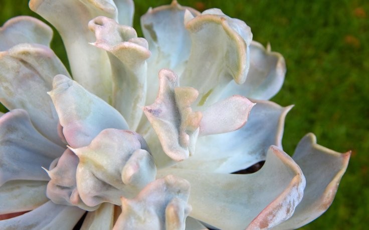 Echeveria Thriller Pearl