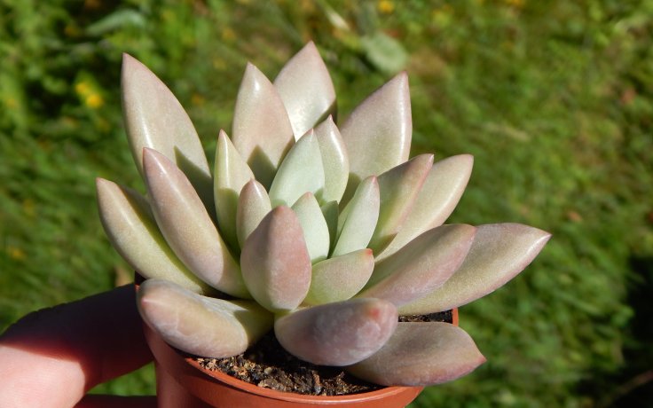 Pachyveria Rosy Crow sukulenty růžové