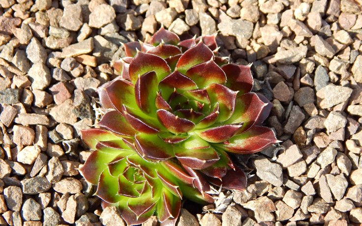 Jovibarba heuffelii Blaze - rock garden