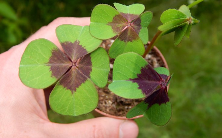 Oxalis deppei sukulenty