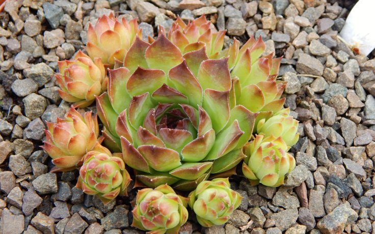 Sempervivum Meriadoc