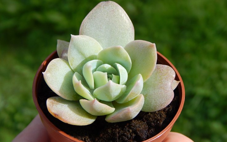 Echeveria Blue Mist sukulenty