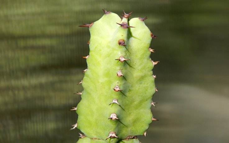 Euphorbia resinifera - pryšec