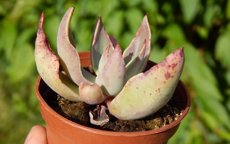 Echeveria schaffneri dužnatka