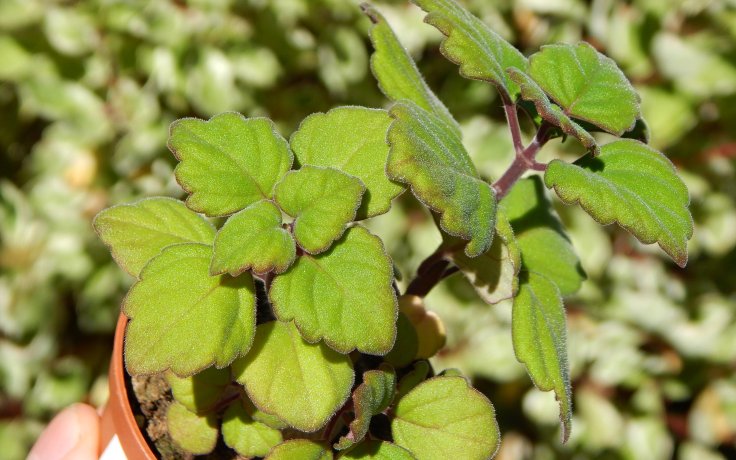 Plectranthus ernstii - švédský břečťan