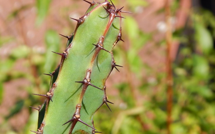 Euphorbia caerulescens - pryšec