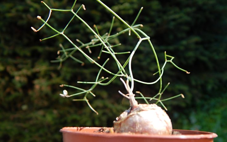 Schizobasis intricata - sukulent