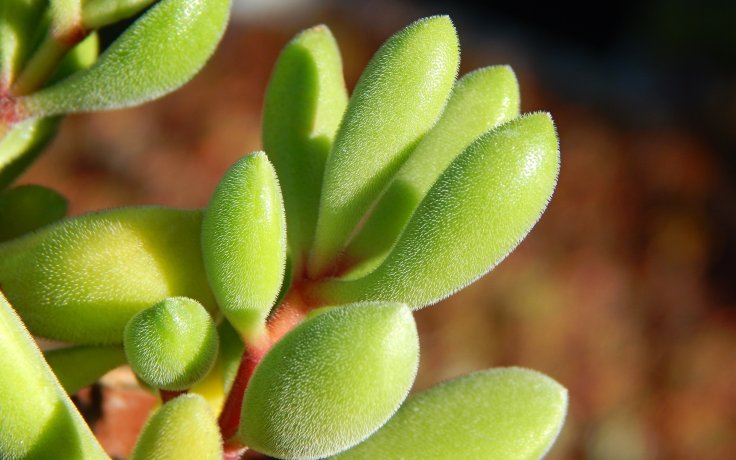 Crassula congesta list