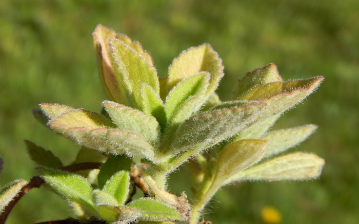 Plectranthus zatarhendi
