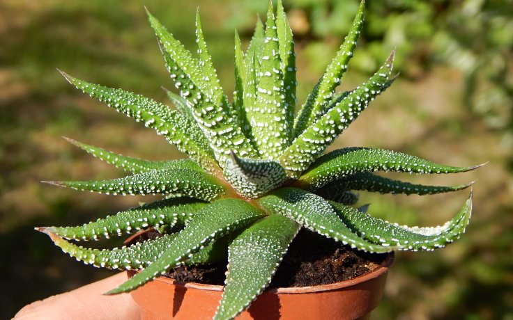 Haworthia attenuata var. radula - sukulent