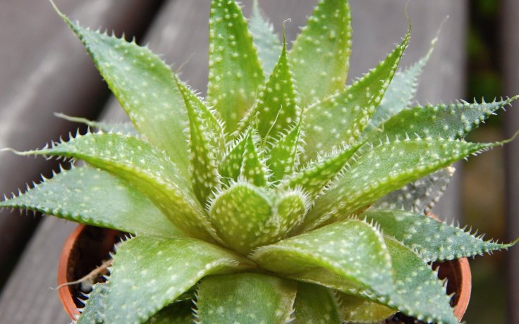 Aloe aristata