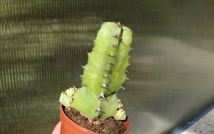 Euphorbia resinifera - pryšec