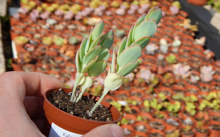 Kalanchoe marnieriana malá pokojová rostlina