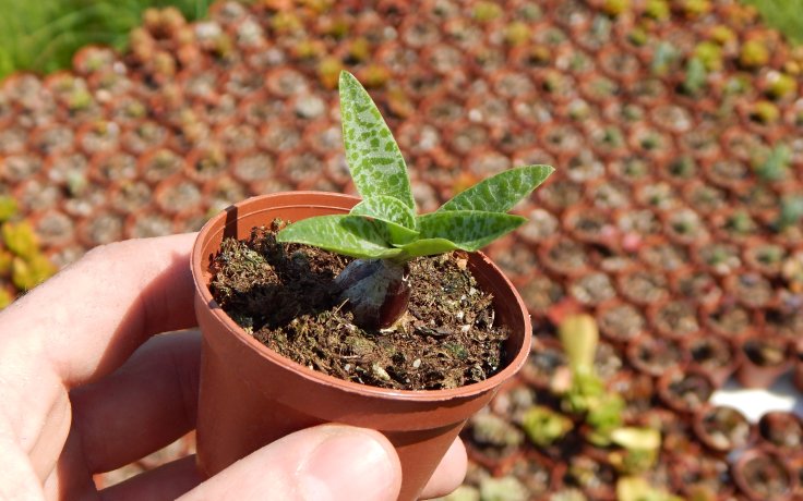 Ledebouria pauciflora pokojovka na parapet