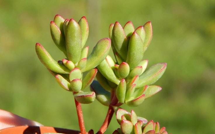 Crassula subaphylla drobná tlustice
