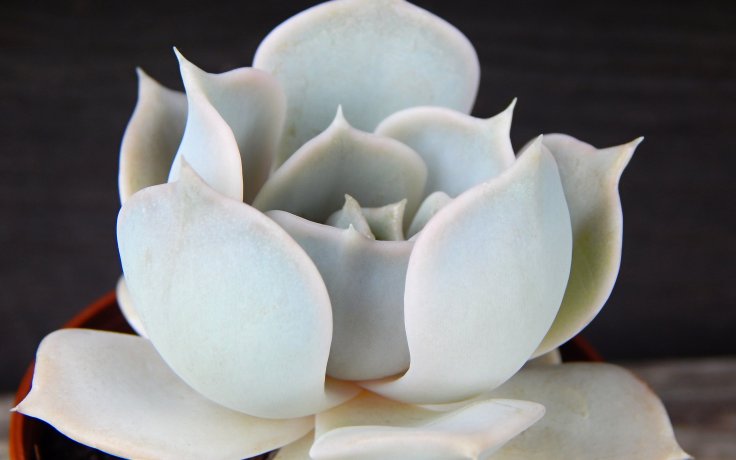 Echeveria lilacina