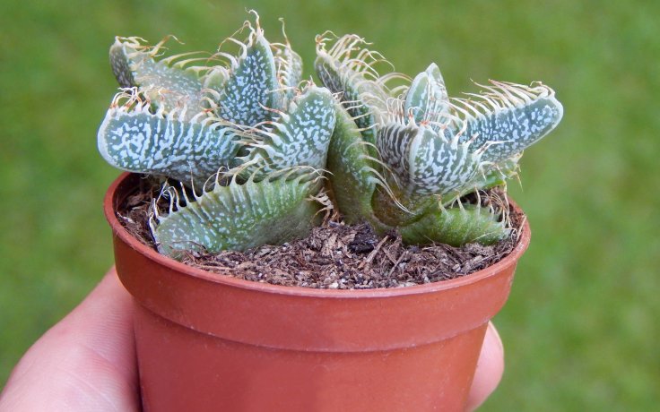 Faucaria tigrina Grahamston