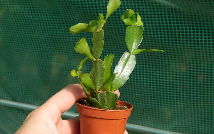 Schlumbergera × buckleyi