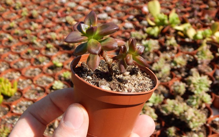 Echeveria compressicaulis sukulenty a kaktusy