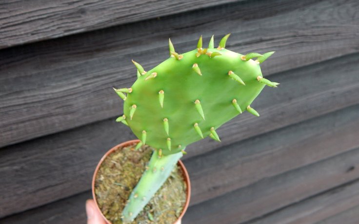 Opuntia humifusa