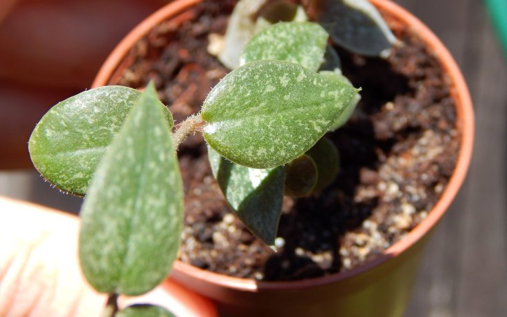 Ceropegia barklyi - sukulentní svícník