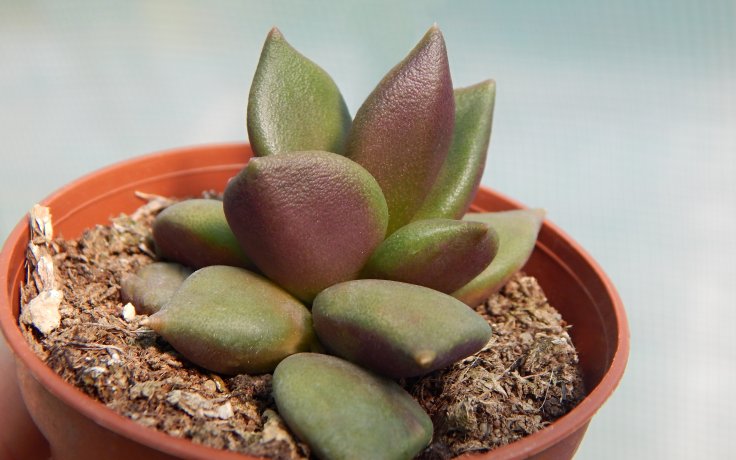 Anacampseros telephiastrum sukulent