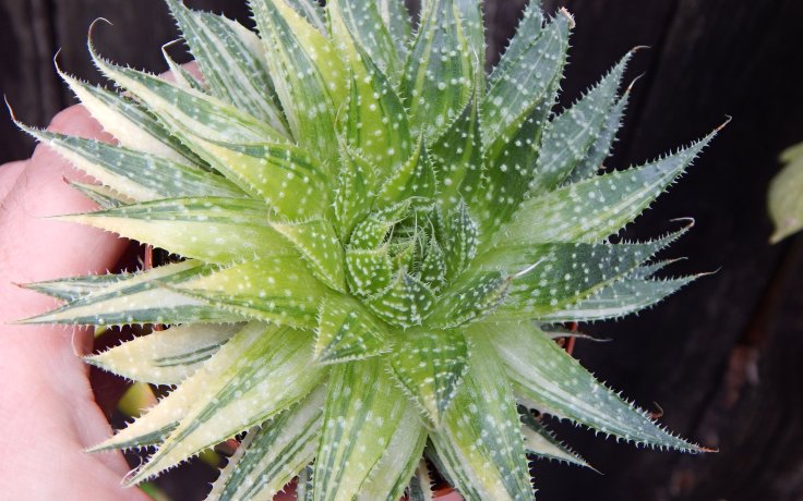 Aloe aristata variegata pokojovka vzácná