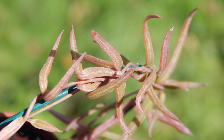 Ceropegia linearis nenáročná pokojovka