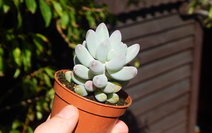 Pachyphytum machucae Baby Finger