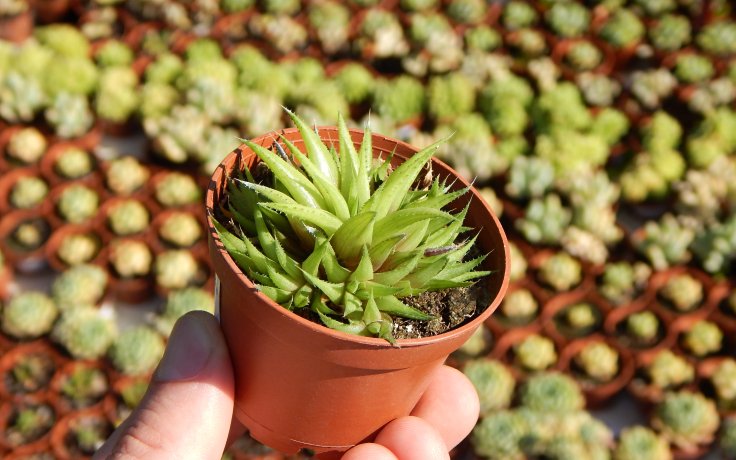 Haworthia chloracantha var. denticulifera (kaktusy)
