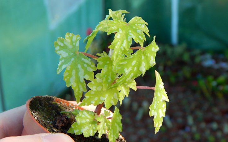 Begonia shepherdii kaudex bonsaj