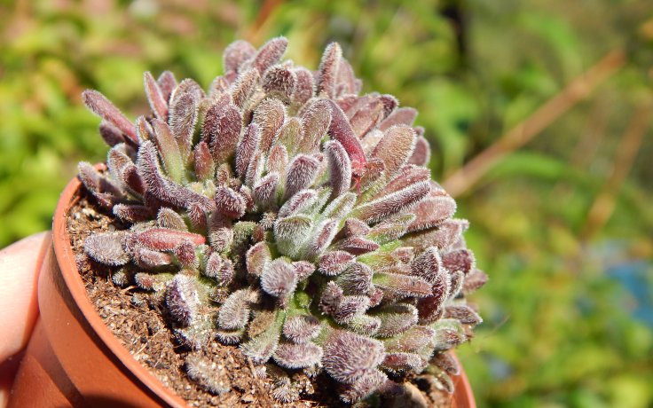 Crassula pubescens drobný sukulent