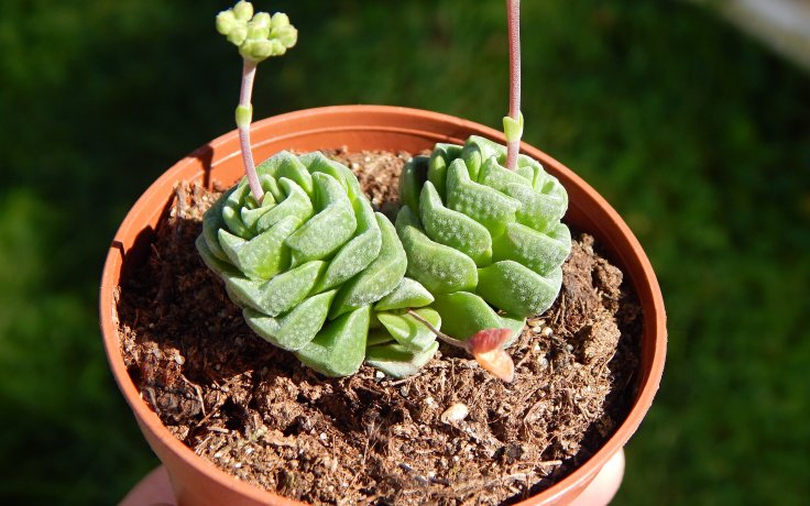 Crassula Dorothy květy