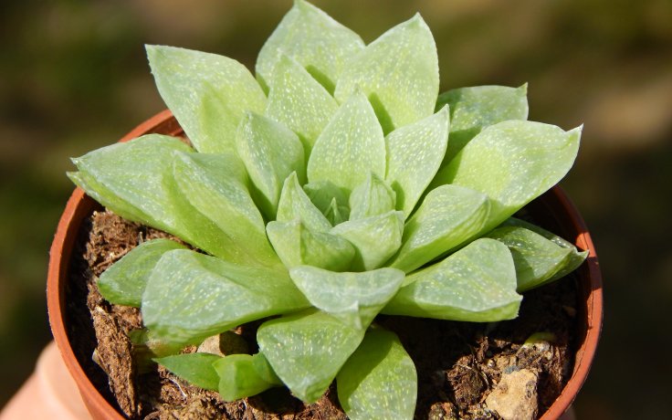 Haworthia turgida var. pallidifolia