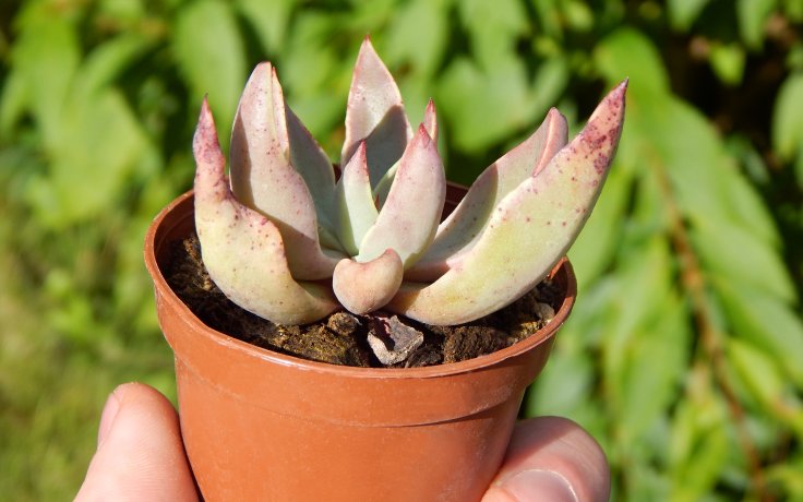 Echeveria schaffneri