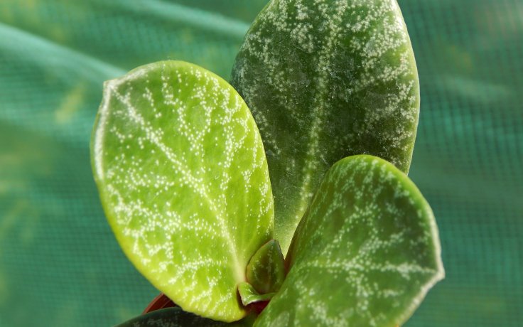 Crassula streyi leaves