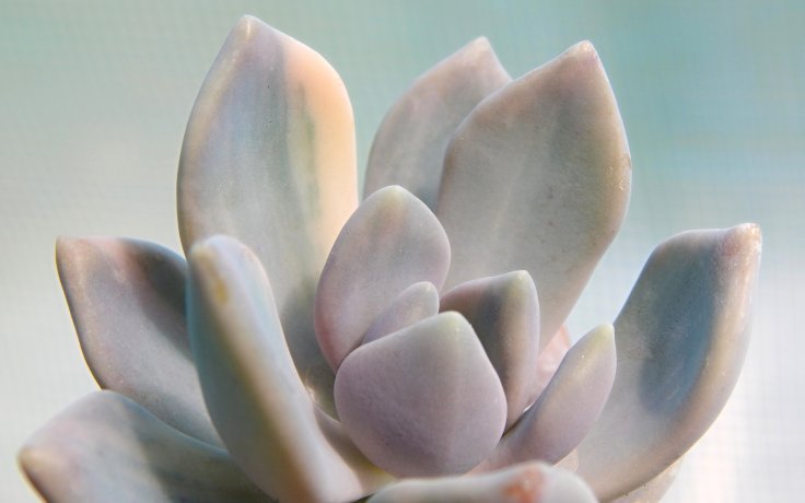 Pachyveria Pachyphytoides variegata