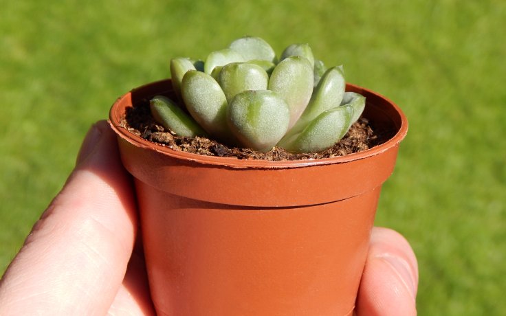 Graptoveria Amethorum