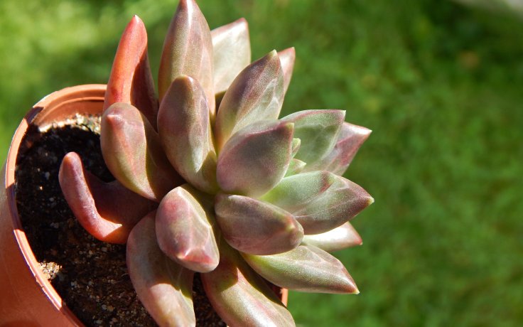 Pachyphytum compactum Red na parapet pokojovka