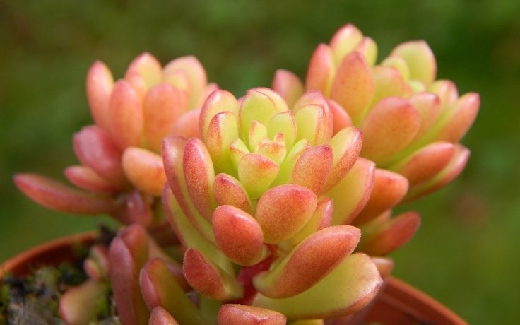 Sedum Joyce Tulloch - barevný sukulent